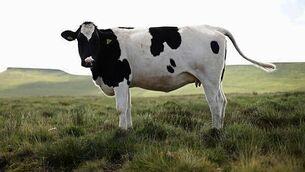 Over 10,000 calls made to Bank of Ireland fraud team during holiday period Over 10,000 calls made to Bank of Ireland fraud team during holiday period