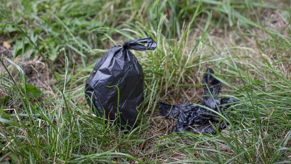 Council not installing a bin for dog waste at Clonea