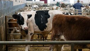 <p>The last sale at Dungarvan Mart for 2025 is next Monday, December 15, General Cattle/Weanling and calf sale.</p> <p>The last sale at Dungarvan Mart for 2025 is next Monday, December 15, General Cattle/Weanling and calf sale.</p>