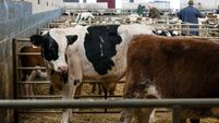 Farming: Latest results from the sales rings at Dungarvan Mart