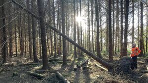 €55 million available to forest owners affected by storms through new scheme