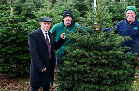 Public encouraged to support Irish Christmas tree sector
