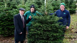 Public encouraged to support Irish Christmas tree sector