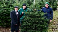 Public encouraged to support Irish Christmas tree sector 