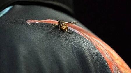 The Ally Pally Wasp makes its mark on another PDC World Championship