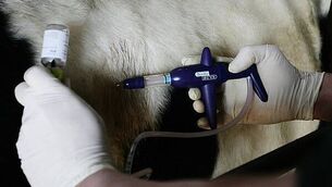 Appeal for witnesses after 10-year-old pedestrian injured in crash Appeal for witnesses after 10-year-old pedestrian injured in crash