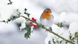 Green Fingers: Dreaming of a white Christmas