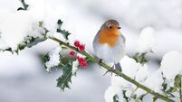 Green Fingers: Dreaming of a white Christmas