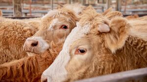 Farming: Latest results from the sales rings at Dungarvan Mart 