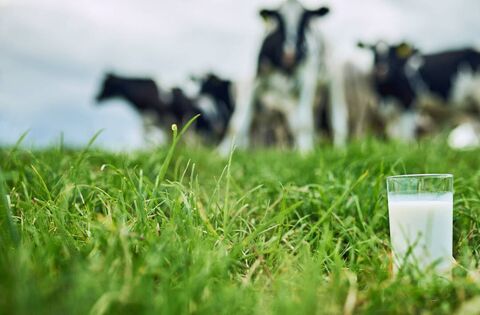 Update on Waterford Dairy Farmers sponsorship of Waterford Ladies Gaelic Footballers