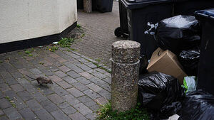 Stay alert for unwanted rodents this Christmas, Rentokil says