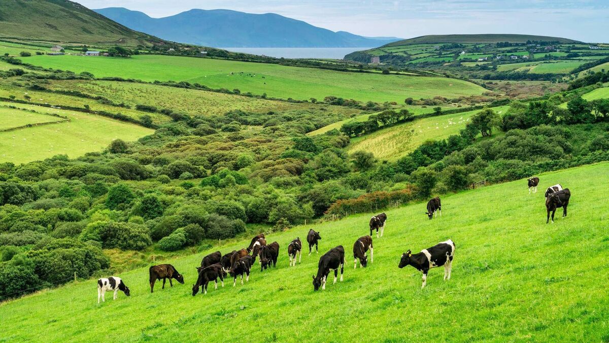 Farming: Minister Heydon launches second National Farmed Animal Biosecurity Strategy