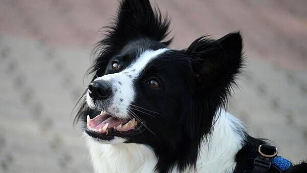 Animal charity warns dog owners their pets 'naturally resent' wearing clothes and jewellery
