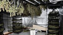Gardaí seize €2.25m worth of cannabis in Westmeath growhouses