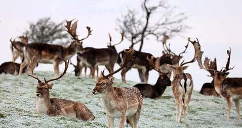 Putting deer on contraceptives among proposals received for wildlife legislation review