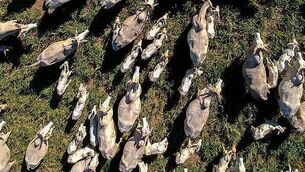 Fake sexualised images created through X ‘very serious’ – Coimisiún na Meán Fake sexualised images created through X ‘very serious’ – Coimisiún na Meán