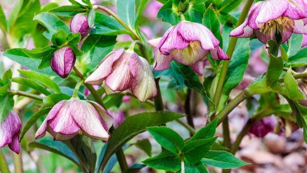 Green Fingers: Cheerful plants for winter