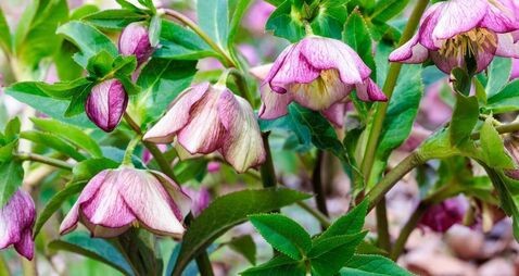 Green Fingers: Cheerful plants for winter