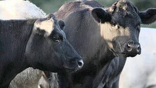 Farmers say hormone found in Brazilian beef should be ‘red line’ on trade deal Farmers say hormone found in Brazilian beef should be ‘red line’ on trade deal