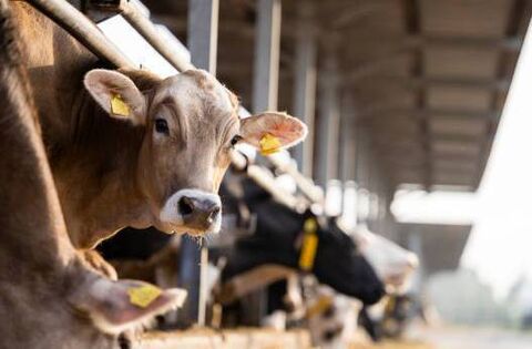 “We can’t keep taking knocks”- Waterford farmers react to Mercosur deal