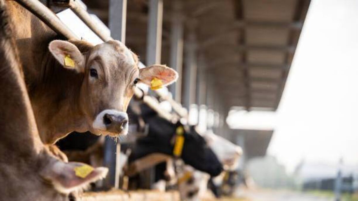 “We can’t keep taking knocks”- Waterford farmers react to Mercosur deal