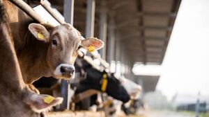 “We can’t keep taking knocks”- Waterford farmers react to Mercosur deal