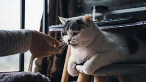 Death of a pet can be as distressing as losing a person, research shows