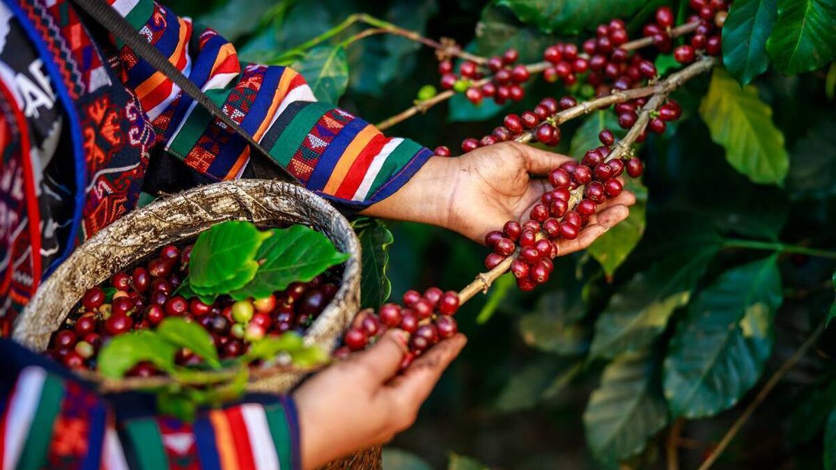 Green Fingers: Coffee Break - a transformational plant