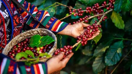 Green Fingers: Coffee Break - a transformational plant