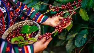 <p>The Dutch were the first to transport and cultivate coffee plants abroad.</p>