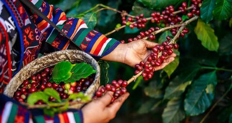 Green Fingers: Coffee Break - a transformational plant