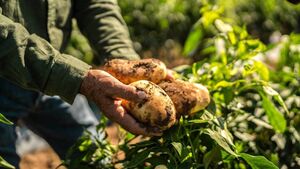 Green Fingers: Planning to plant some potatoes