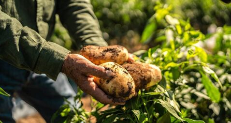 Green Fingers: Planning to plant some potatoes