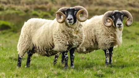 Farming: Latest results from Dungarvan Mart