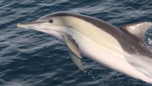 <p>The pod in the Suir are common dolphins. Stock Image shows the species up close. </p>