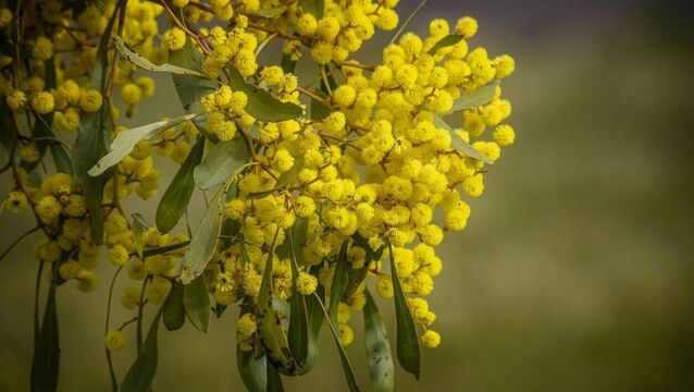 <p>The Mimosa or Acacia is a highly desirable evergreen plant and is sold either as a pot plant in florists but also in mild coastal counties as a small tree, which has yellow flowers and attractive foliage.</p>