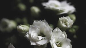 Recent deaths of people from Waterford city and county