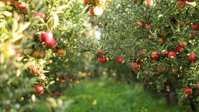 Green Fingers: The apple is the king of all fruits