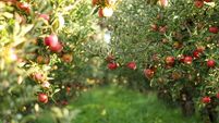 Green Fingers: The apple is the king of all fruits