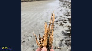 Warning as toxic plant found on Co Meath beaches