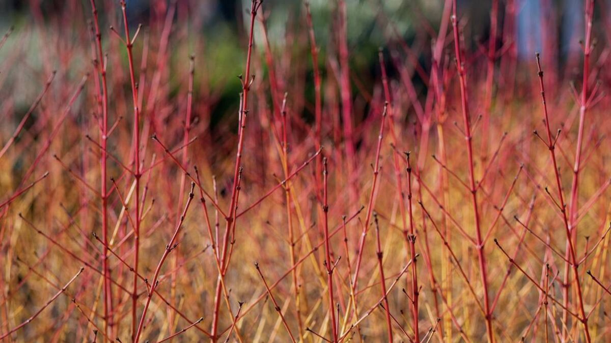 Green Fingers: Barking up the right tree