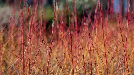 Green Fingers: Barking up the right tree