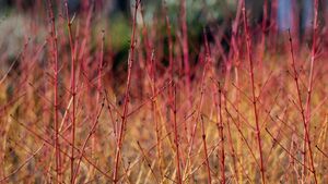 Green Fingers: Barking up the right tree