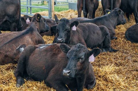 Further cuts to CAP funding put EU food security and Irish farmers at risk