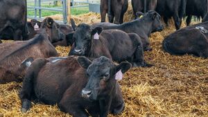 Further cuts to CAP funding put EU food security and Irish farmers at risk