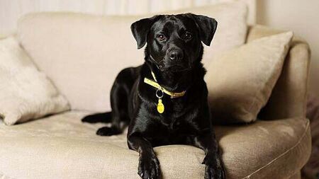 Over 300 dogs given up after Christmas as charity urges people to consider if they are 'dog ready'