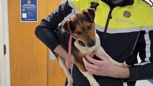 <p>The Gardaí in Waterford want to reunite this dog with its owner</p>