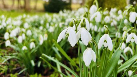 Green Fingers: Growing some vintage or heritage plants