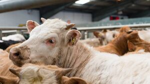 Farming: Latest results from Dungarvan Mart