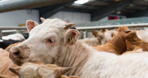 Farming: Latest results from Dungarvan Mart